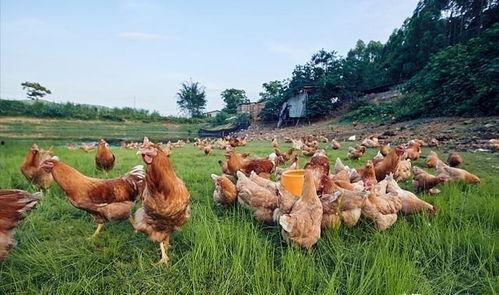 国产插鸡,创新科技引领农业现代化新篇章