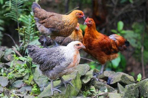 国产插鸡,创新科技引领农业现代化新篇章